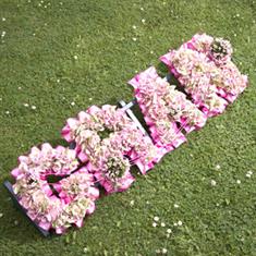 Hydrangea Lettering Tribute