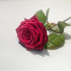 Single Funeral Rose Red 