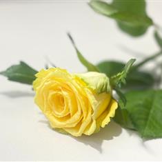 Single Funeral Rose Yellow 