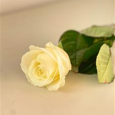 Single Funeral Rose White