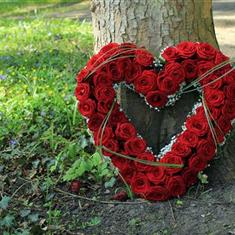 Open Rose Heart 