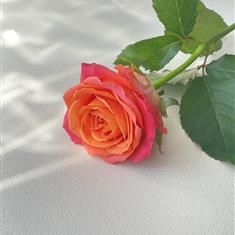 Single Funeral Rose Orange